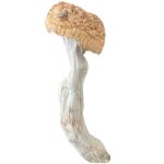 Makilla Gorilla Mushrooms - large caps with natural bruising, known for their high potency and vivid psychedelic visuals.