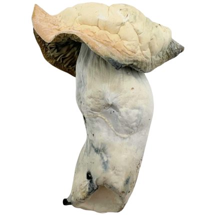 Phobos Mushrooms – Potent dried magic mushrooms with thick stems and cracked tan caps.