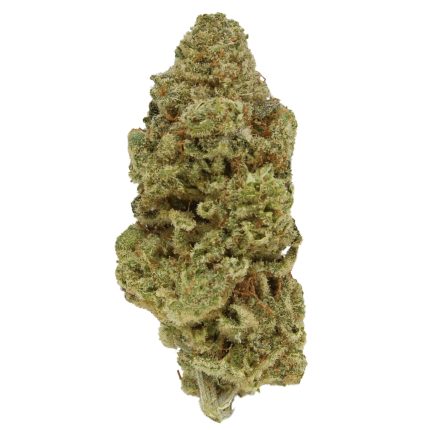 Trainwreck Strain – Sativa-dominant cannabis flower with citrus-pine aroma, dense green buds, and uplifting mental effects.