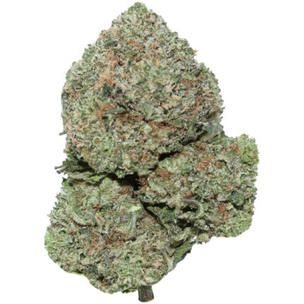 Snow Daze strain buds with frosty white trichomes, dark green nugs, and purple undertones