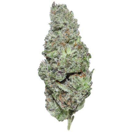 White Truffle strain buds with purple undertones and frosty trichomes