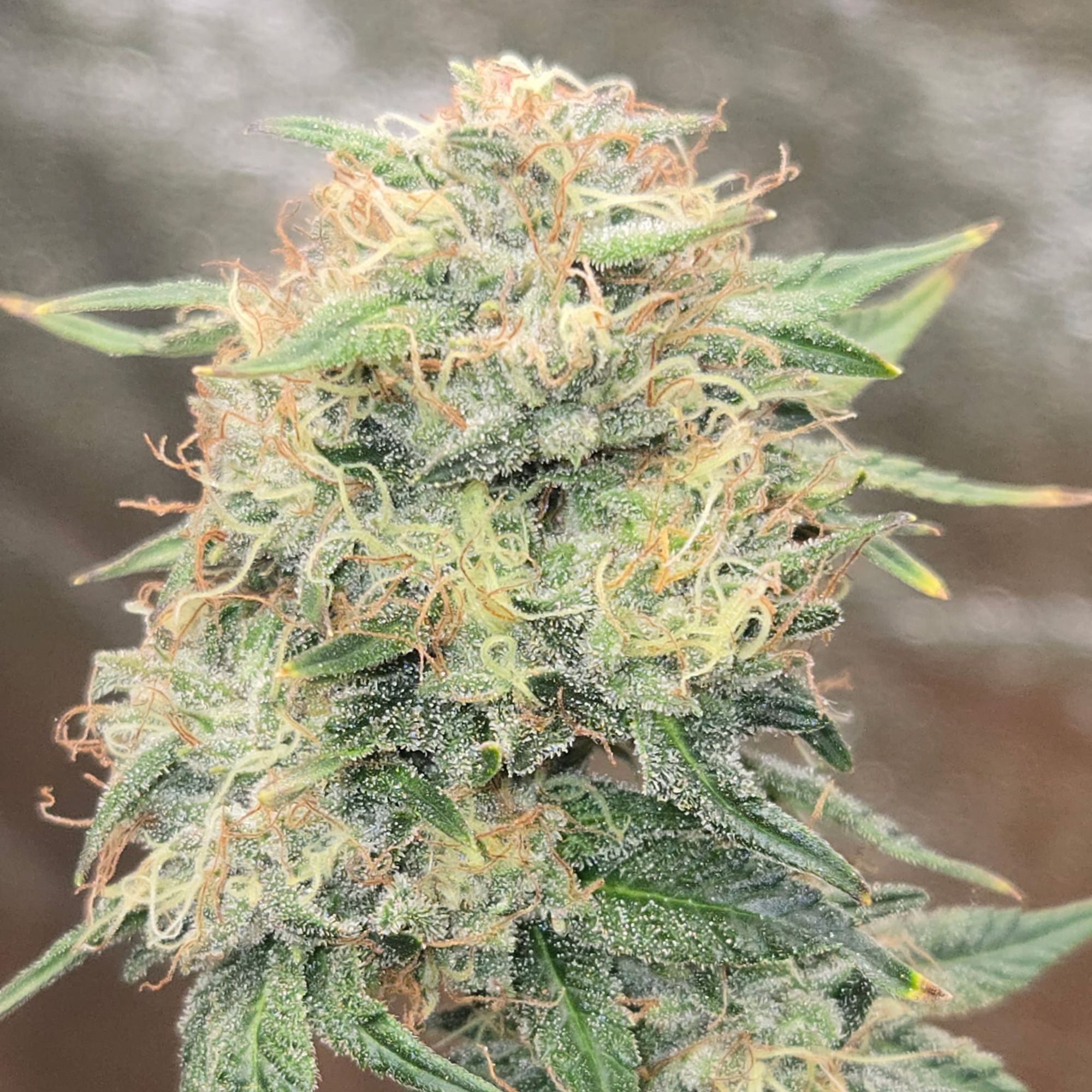 Hawaiian Duckfoot cannabis seeds indica landrace strain with unique webbed duckfoot leaf structure and compact growth