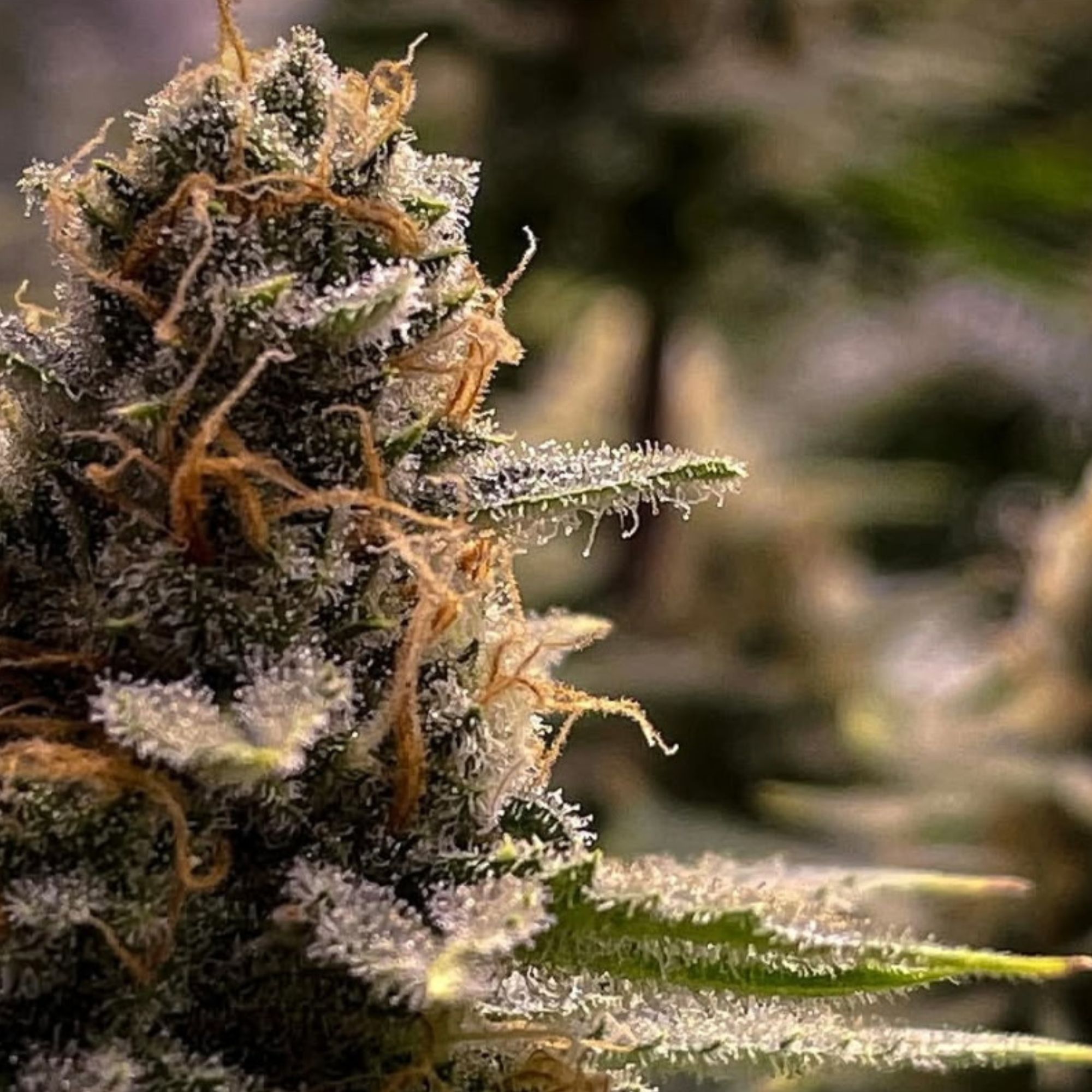 Amaranthine cannabis seeds purple indica hybrid strain Purple Gihad Vicious Caffeine high THC dense buds