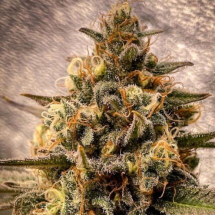 Vicious Caffeine cannabis seeds indica hybrid Hawaiian Platinum Coffee Vicious OG high THC dense resin buds