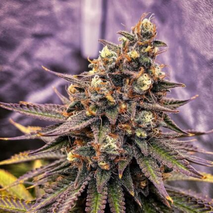 Sour Puss cannabis seeds indica hybrid Sour Mintz 9lb Hammer high THC dense buds resin coated