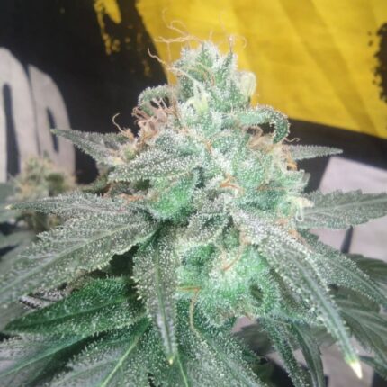 Phitti Hui cannabis seeds hybrid strain Platinum Punch Swabi Pakistani Vicious Caffeine high THC dense trichome buds