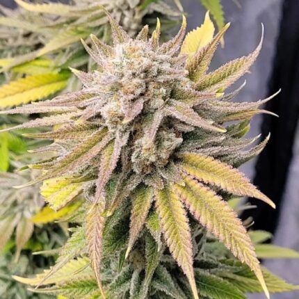 Bazinga cannabis seeds indica hybrid Sherbert Go Time 9lb Hammer high THC dense resin buds