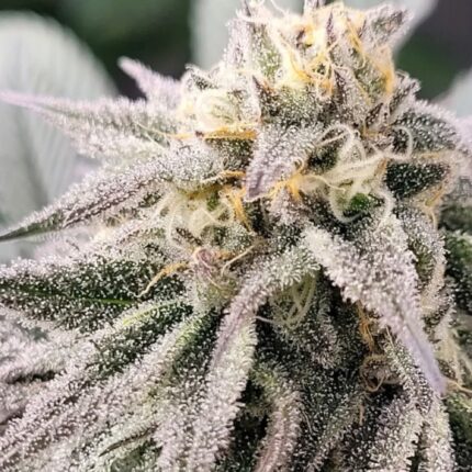 Hawaiian Hashplant cannabis seeds indica hybrid Ricky Hashplant Hawaiian Duckfoot dense resin buds hash strain