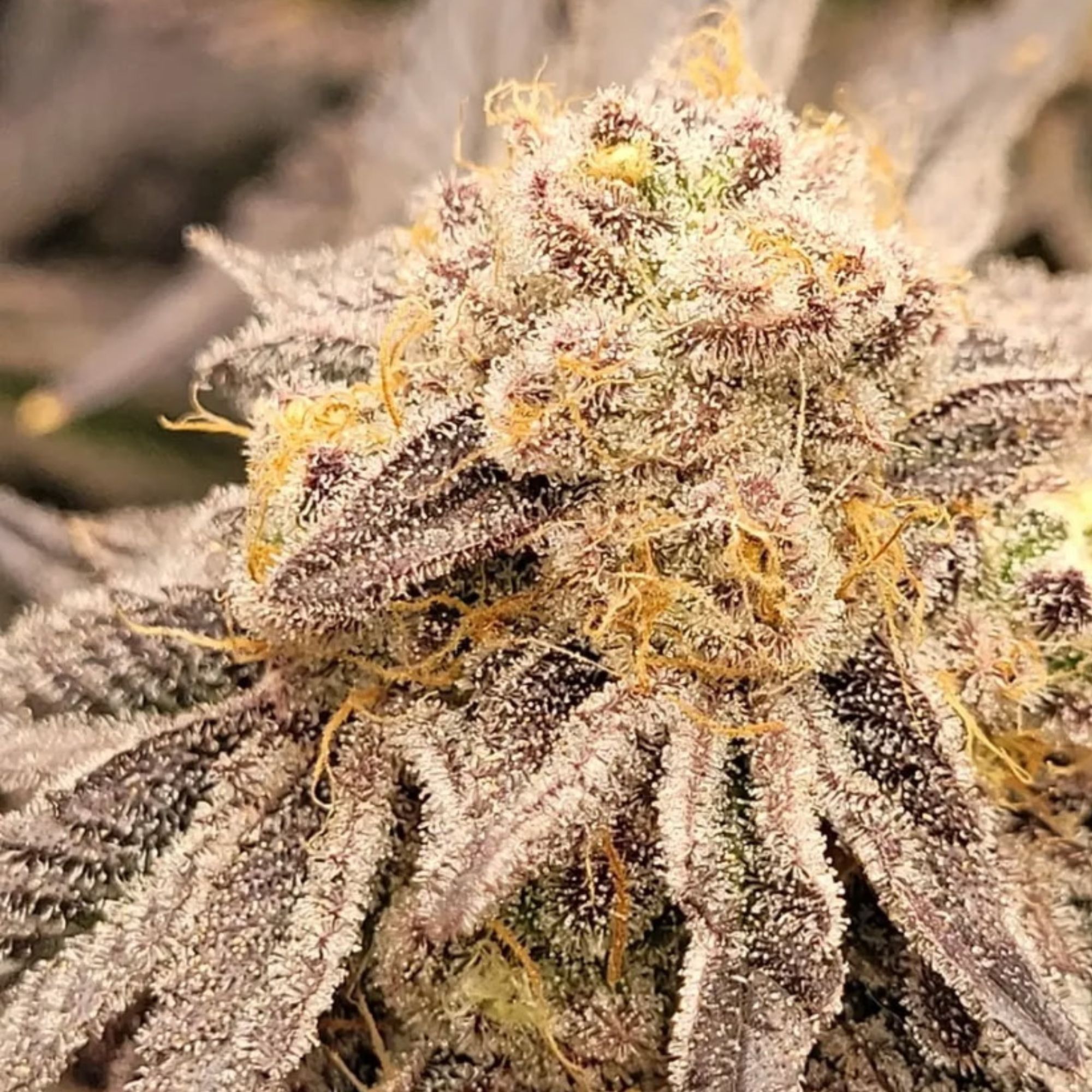 Mystery 2026 cannabis seeds indica and hybrid mix pack high THC variety indoor outdoor grow