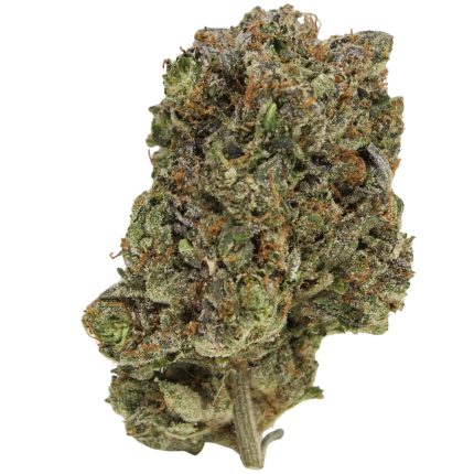 Bluefin Tuna Kush Strain – Frosty green buds with amber hairs and a diesel blueberry aroma