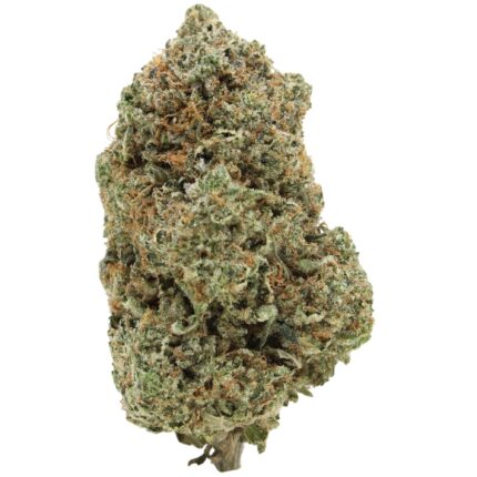 Master Kush Strain – Dense green buds covered in trichomes with earthy citrus aroma and deeply relaxing effects.