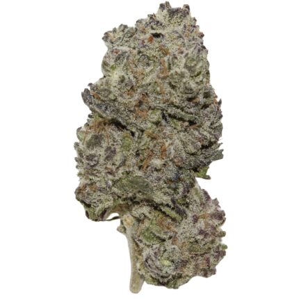 Black Truffle cannabis strain dense dark green buds with orange hairs and frosty trichomes high THC indica hybrid