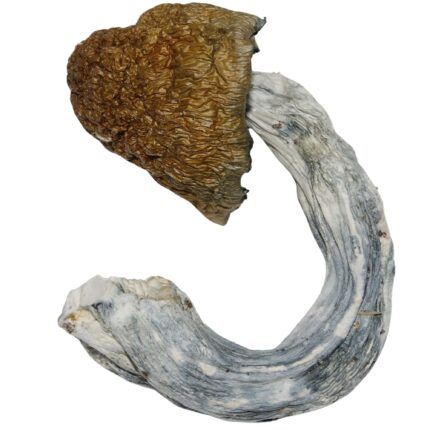 Country Cocks Mushrooms Psilocybe cubensis strain with thick stems and dense caps showing blue bruising indicating high potency