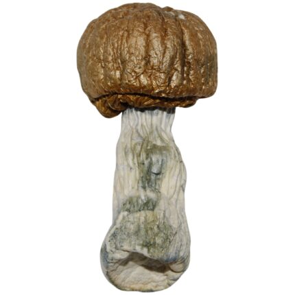 Golden Teachers mushrooms – premium psilocybin strain with golden caps, offering balanced effects and spiritual clarity.