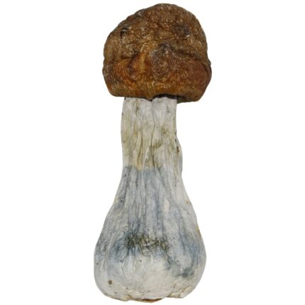 Penis Envy mushrooms thick stem dense caps high potency psilocybin magic mushrooms premium strain