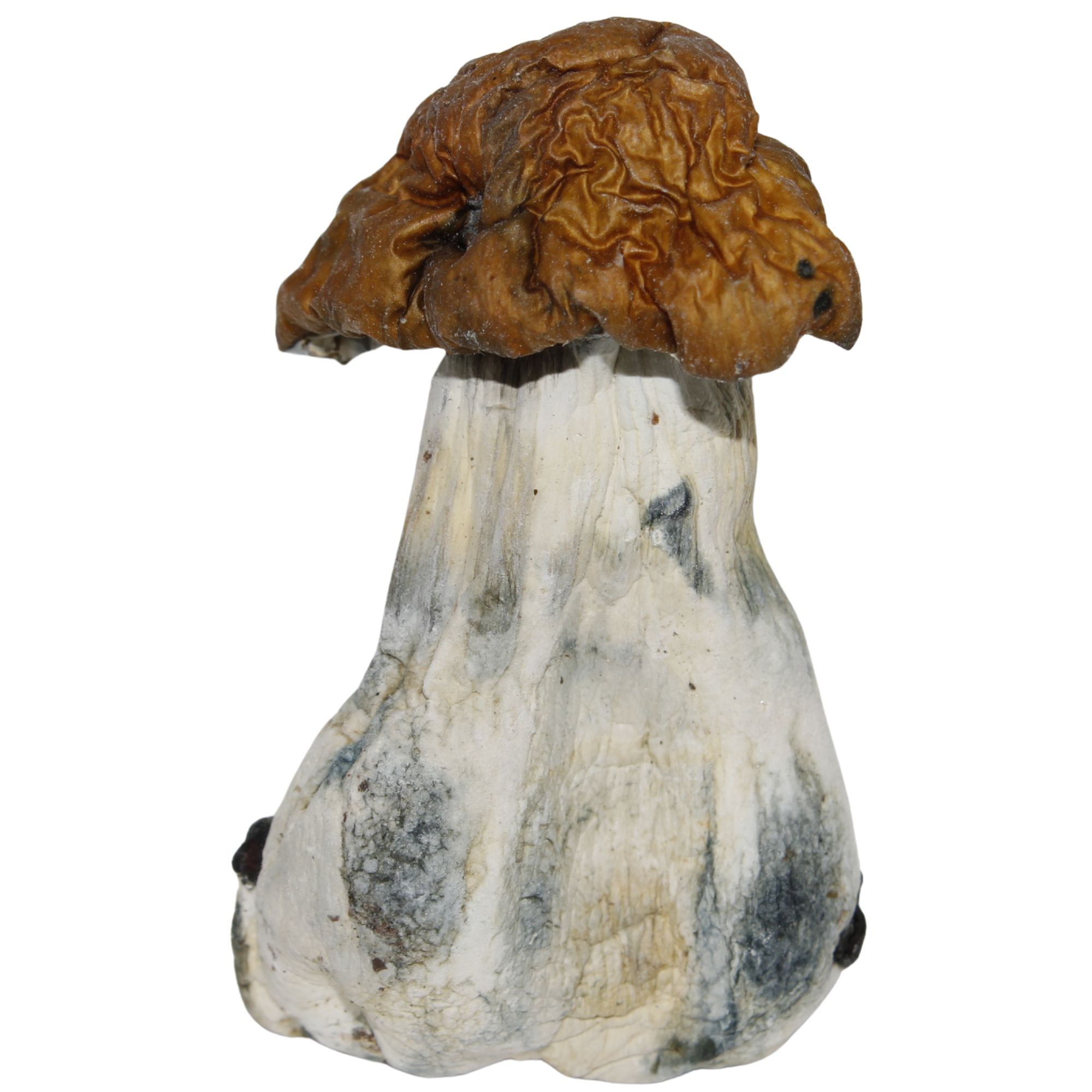 Tidal Wave Mushrooms psilocybe cubensis hybrid with thick stems and golden caps showing blue bruising for high potency