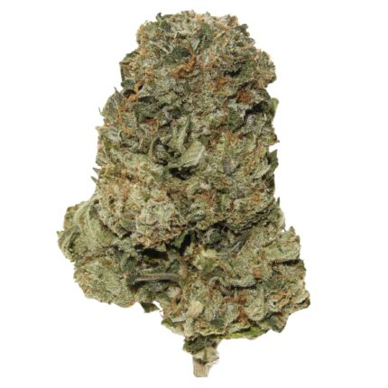 Close-up of El Chapo strain buds showcasing dense, frosty green buds with vibrant orange hairs and thick trichome coverage.